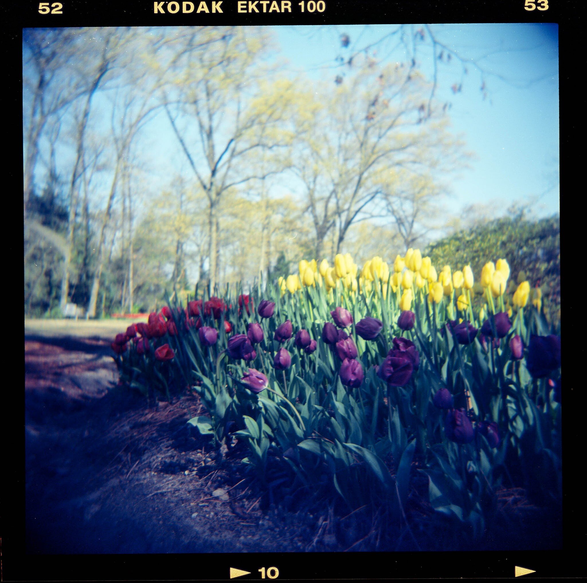 Holga 120 Flowers