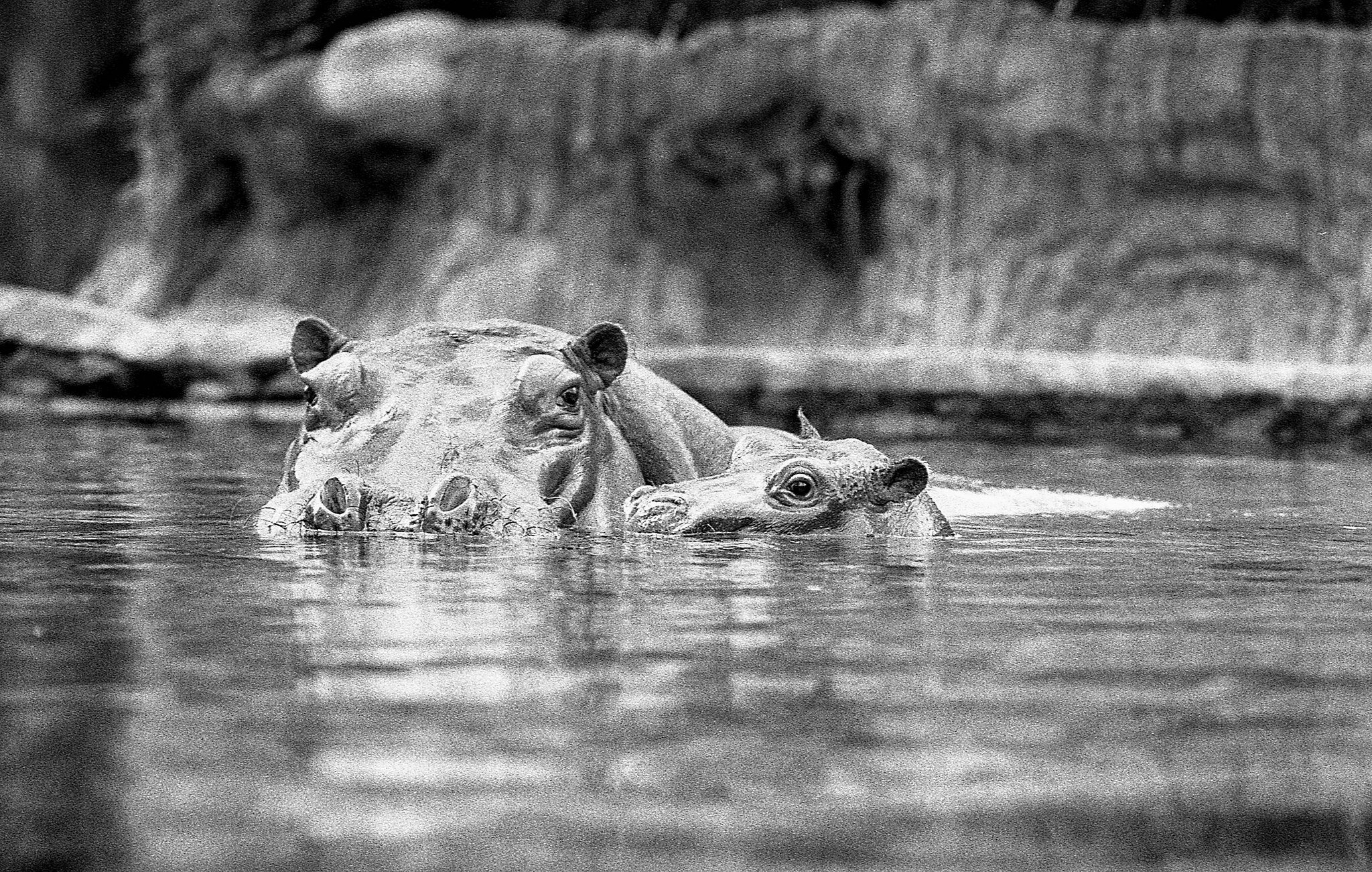 Memphis Zoo, 2017