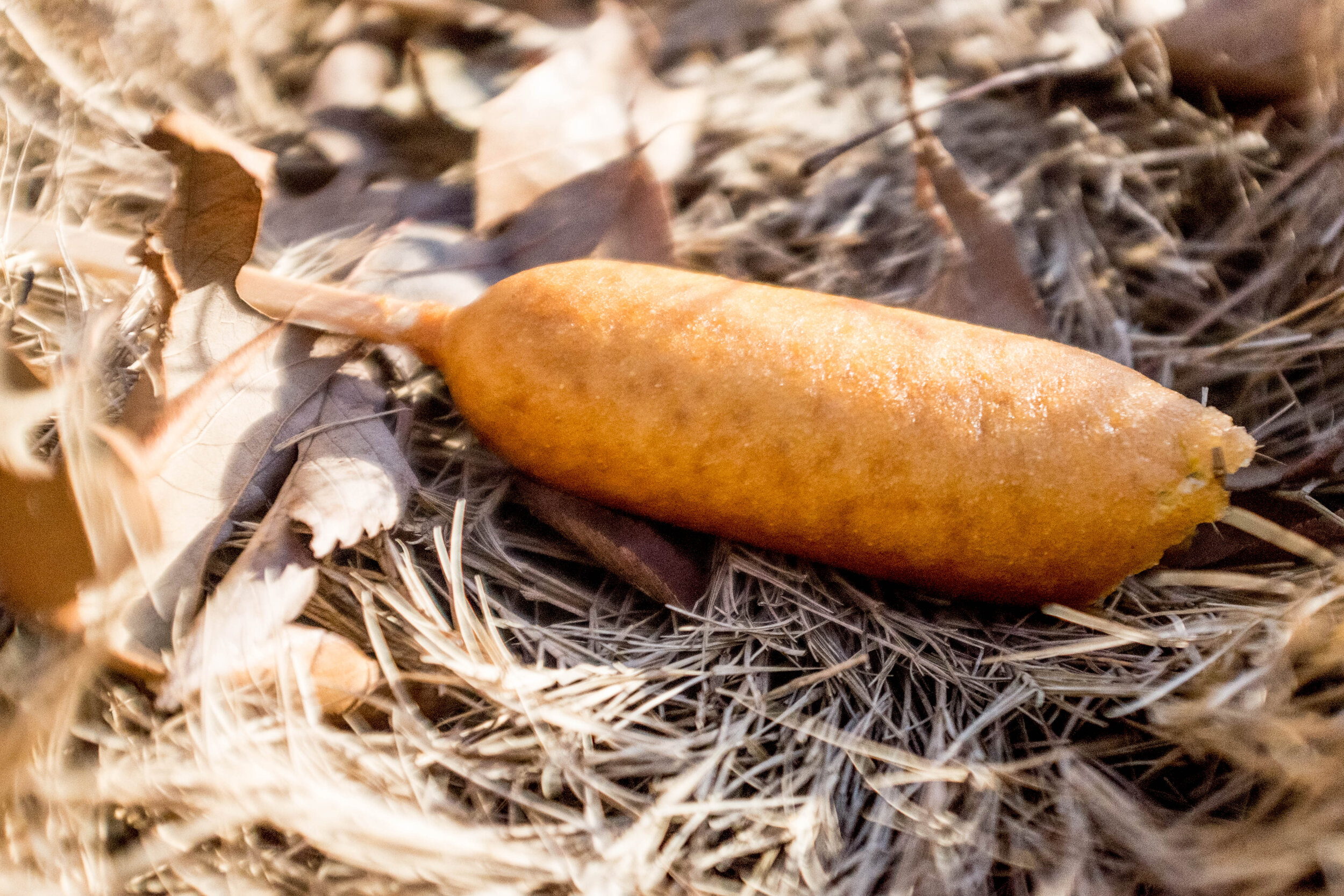 Wild Corndog