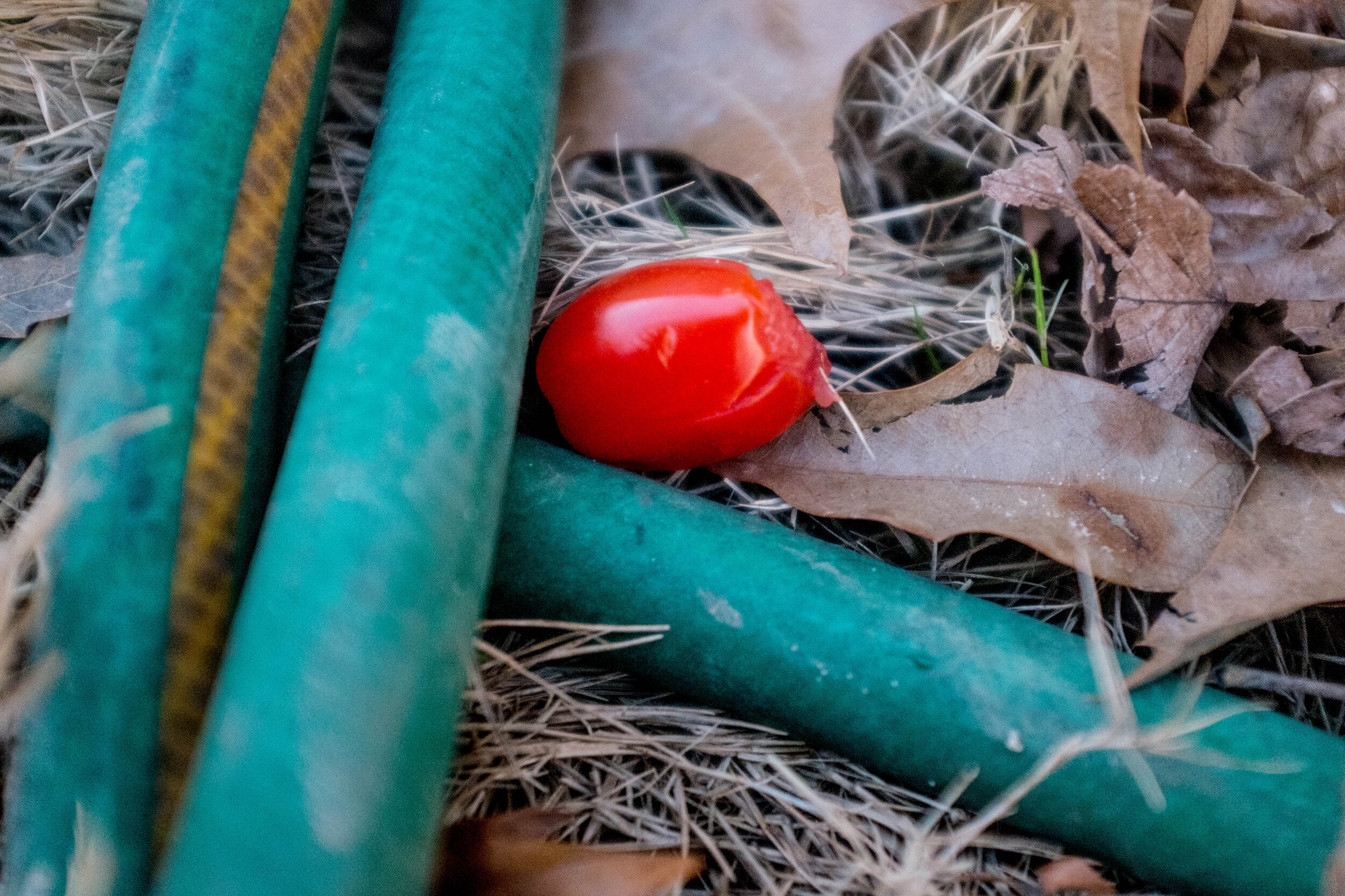 They also wanted to grow tomatoes