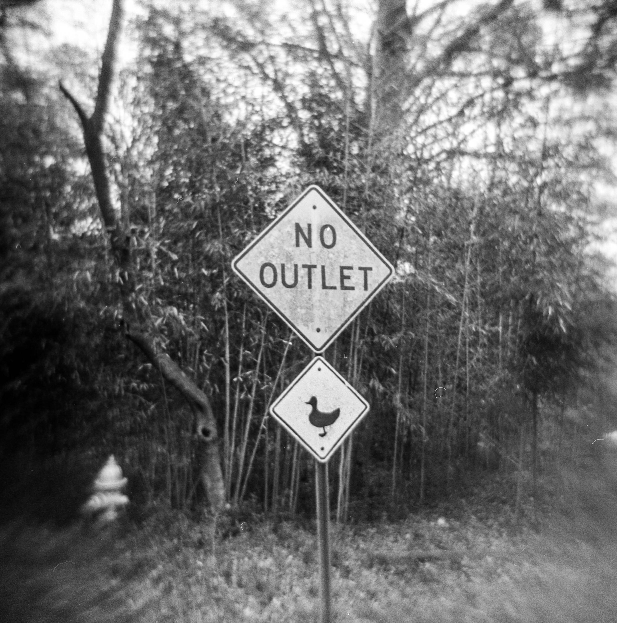 No Outlet for Ducks