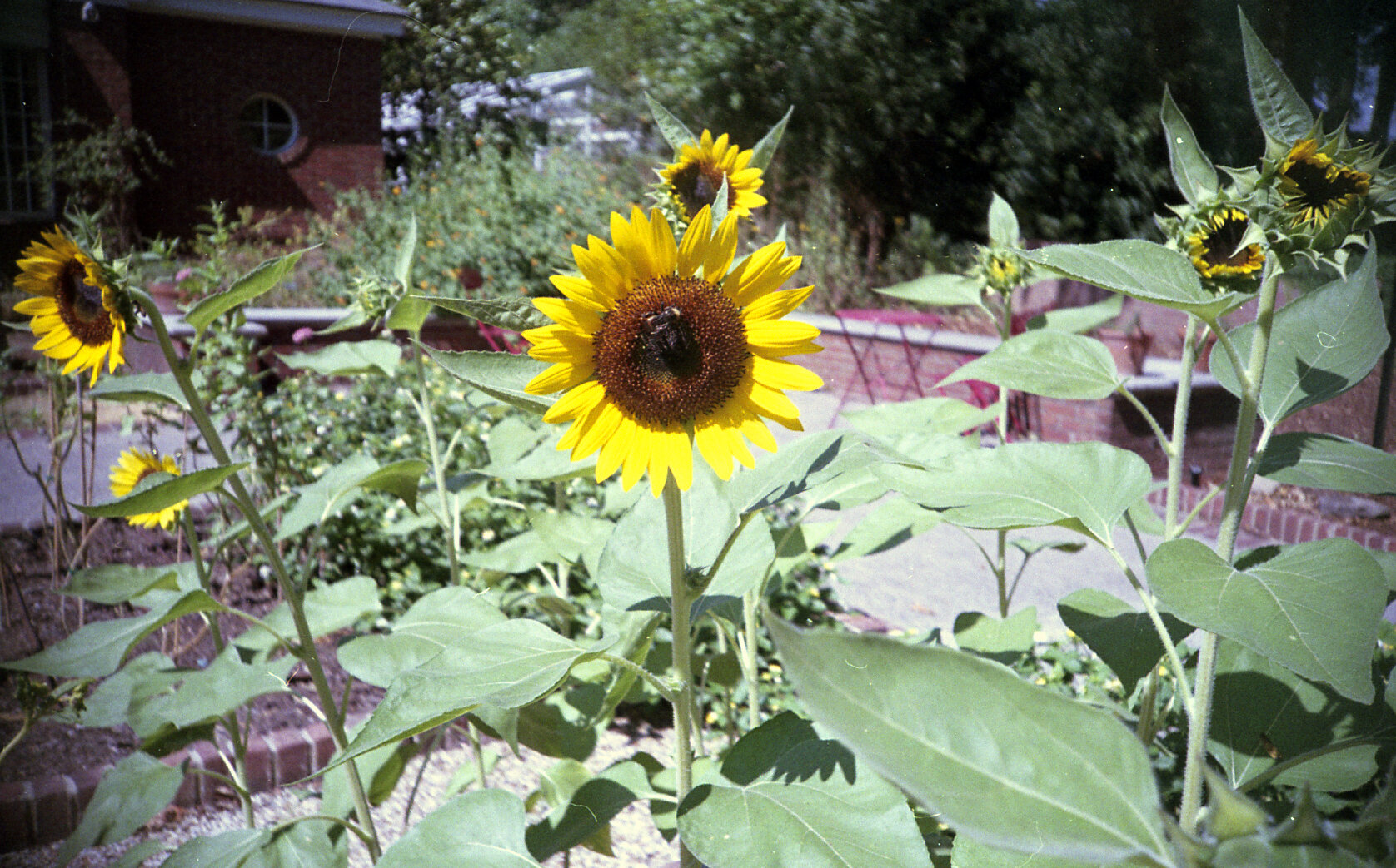 Lomo LC-A in Color - Dixon Gardens