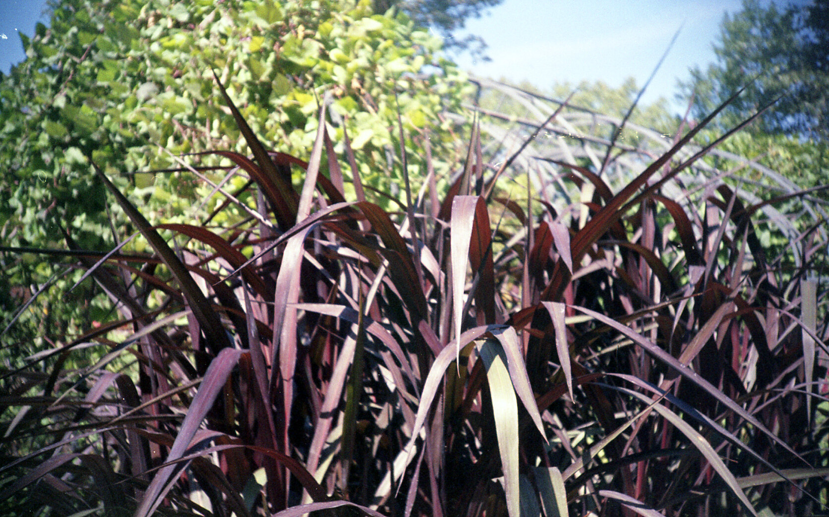 Lomo LC-A in Color - Dixon Gardens