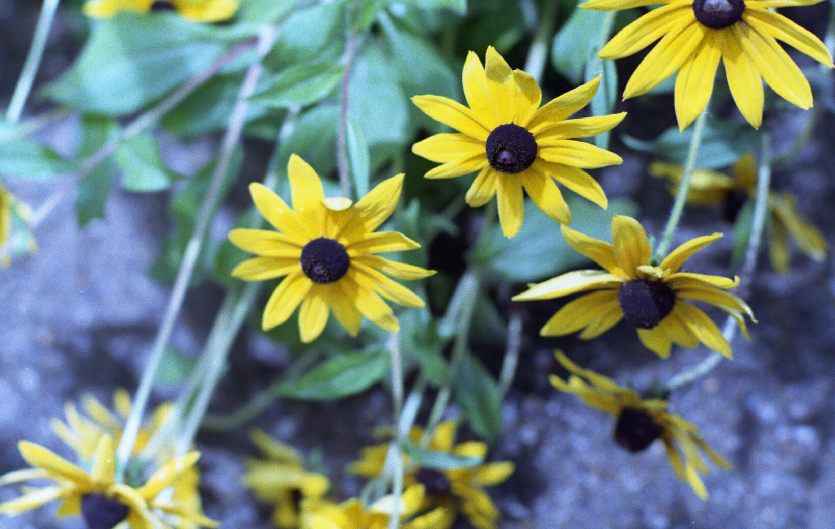 Brown Eyed Susan