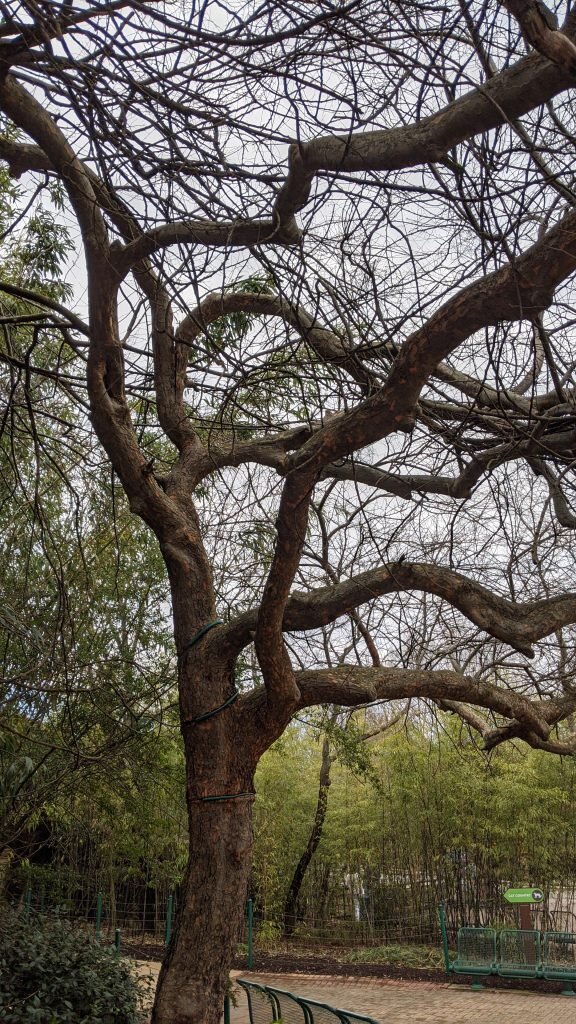 Green Trees